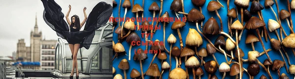 PSILOCYBIN Богородицк